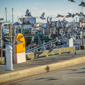 A Flight of Pigeons