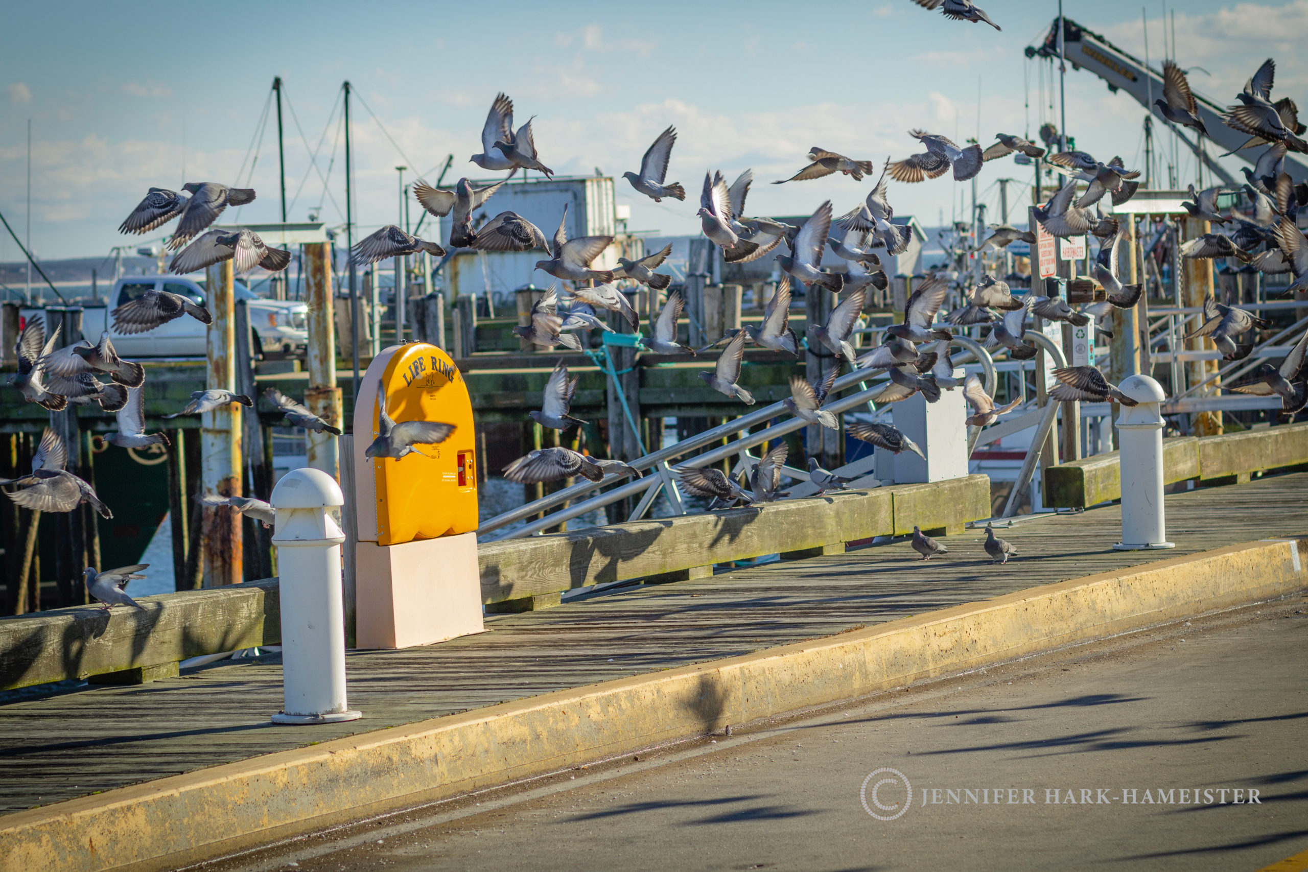 A Flight of Pigeons