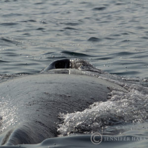 Blowhole