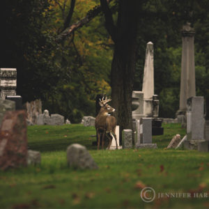 Forest Lawn Buck