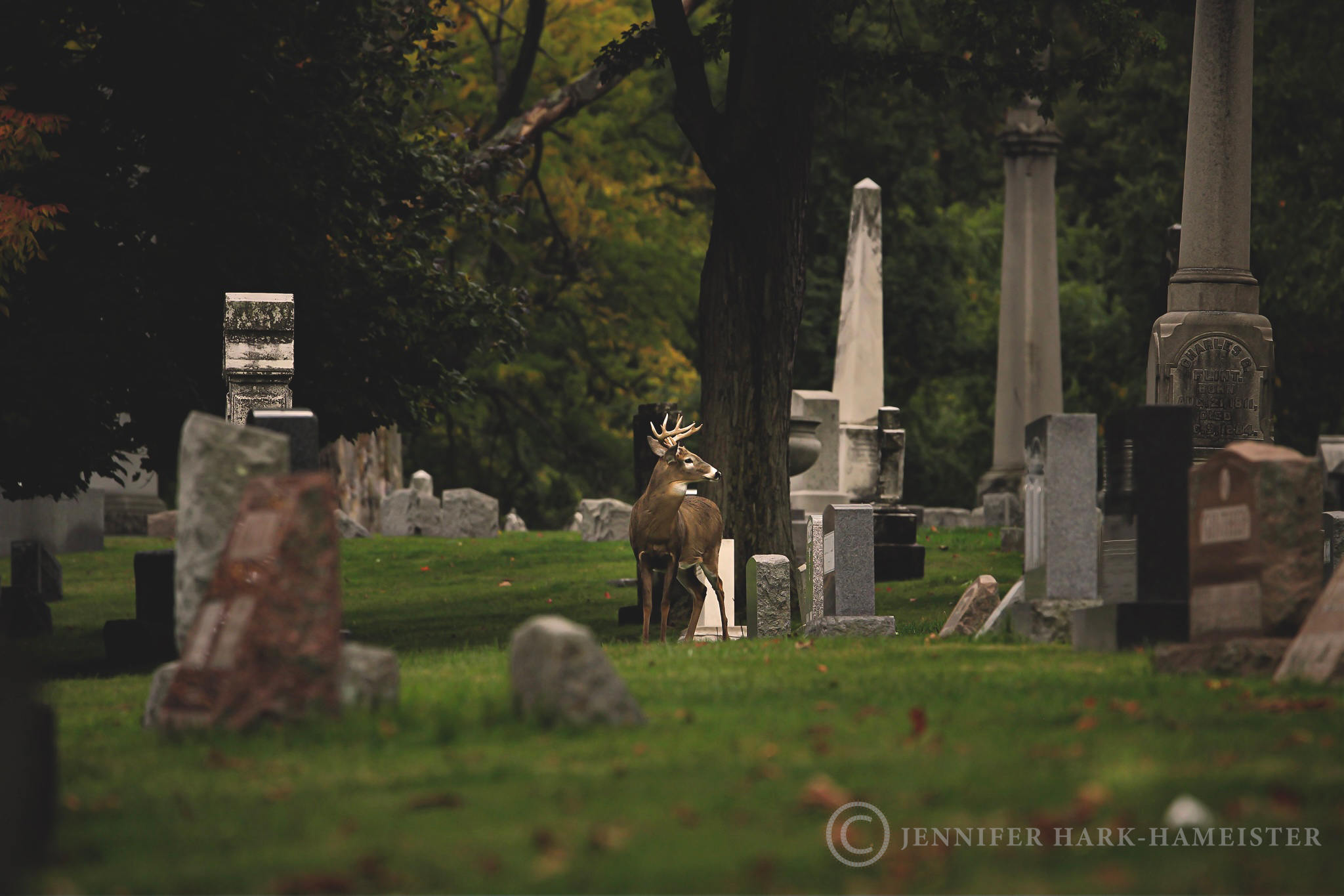 Forest Lawn Buck