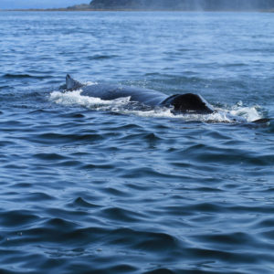 Humpback Mist