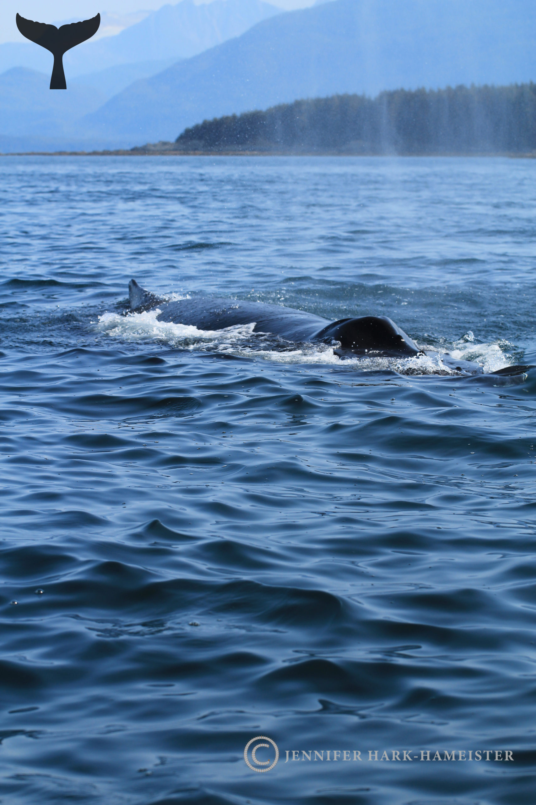 Humpback Mist