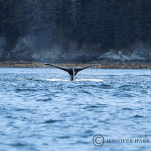 Humpback in Juneau