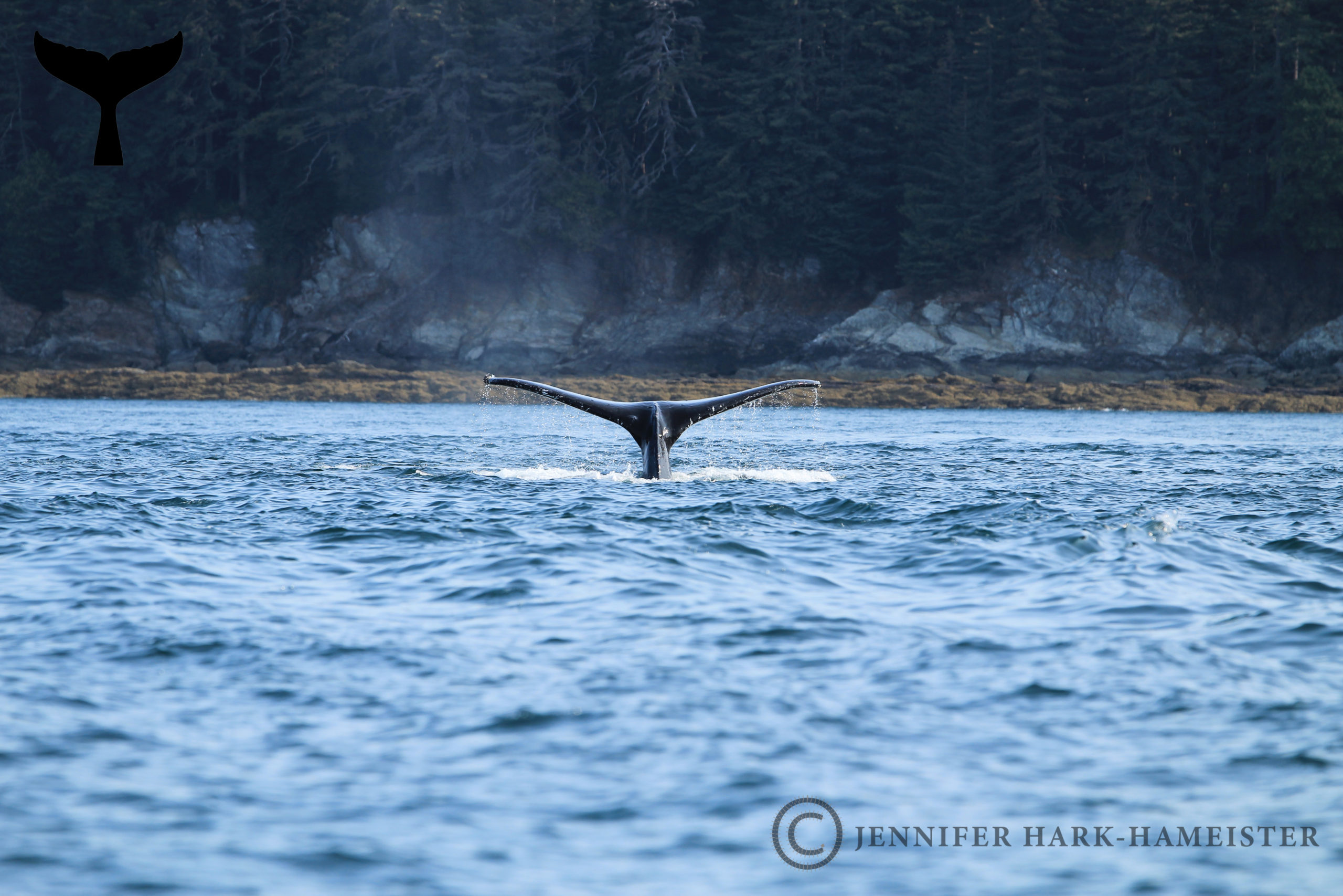 Humpback in Juneau