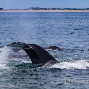 Humpbacks in Provincetown