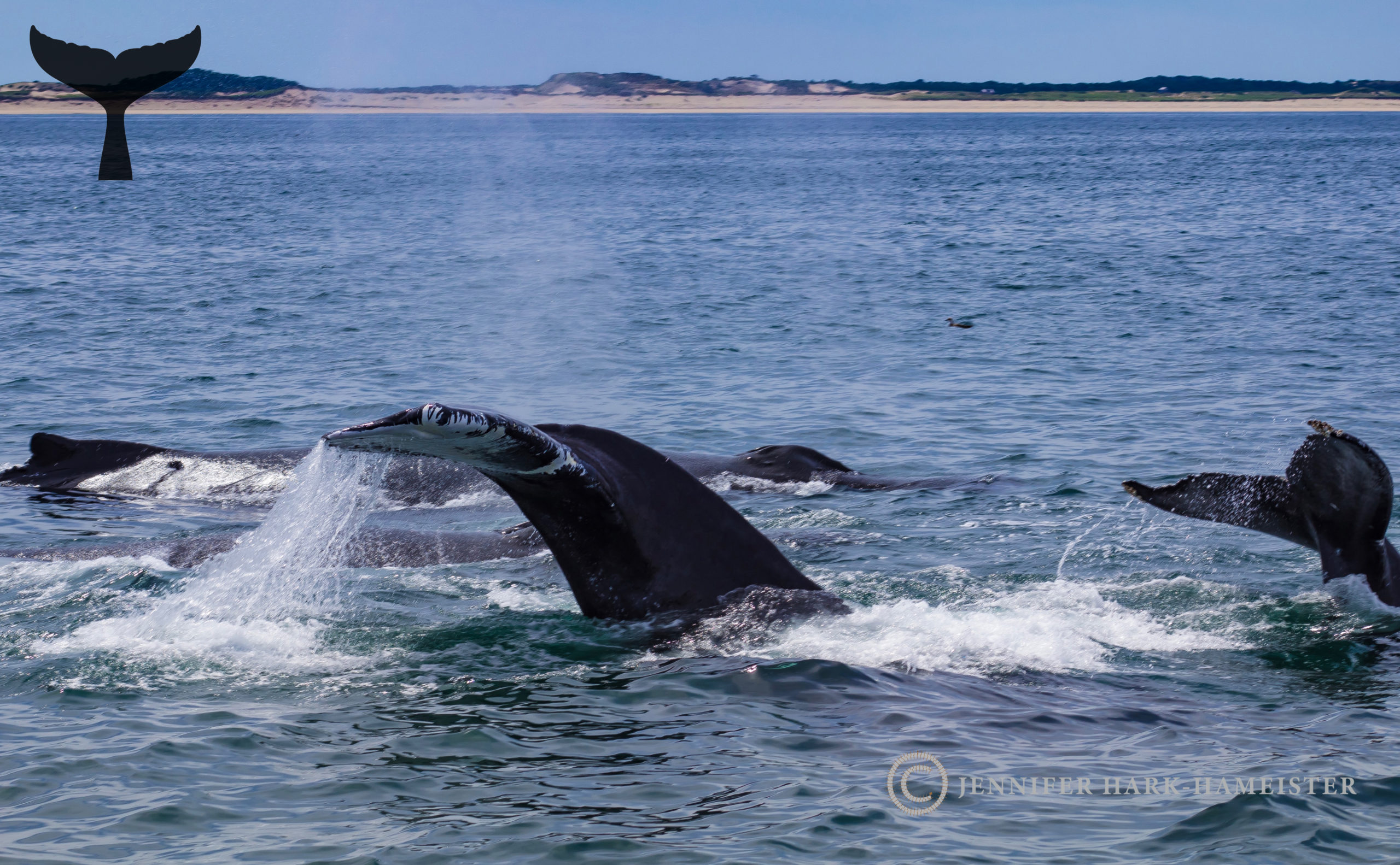 Humpbacks in Provincetown