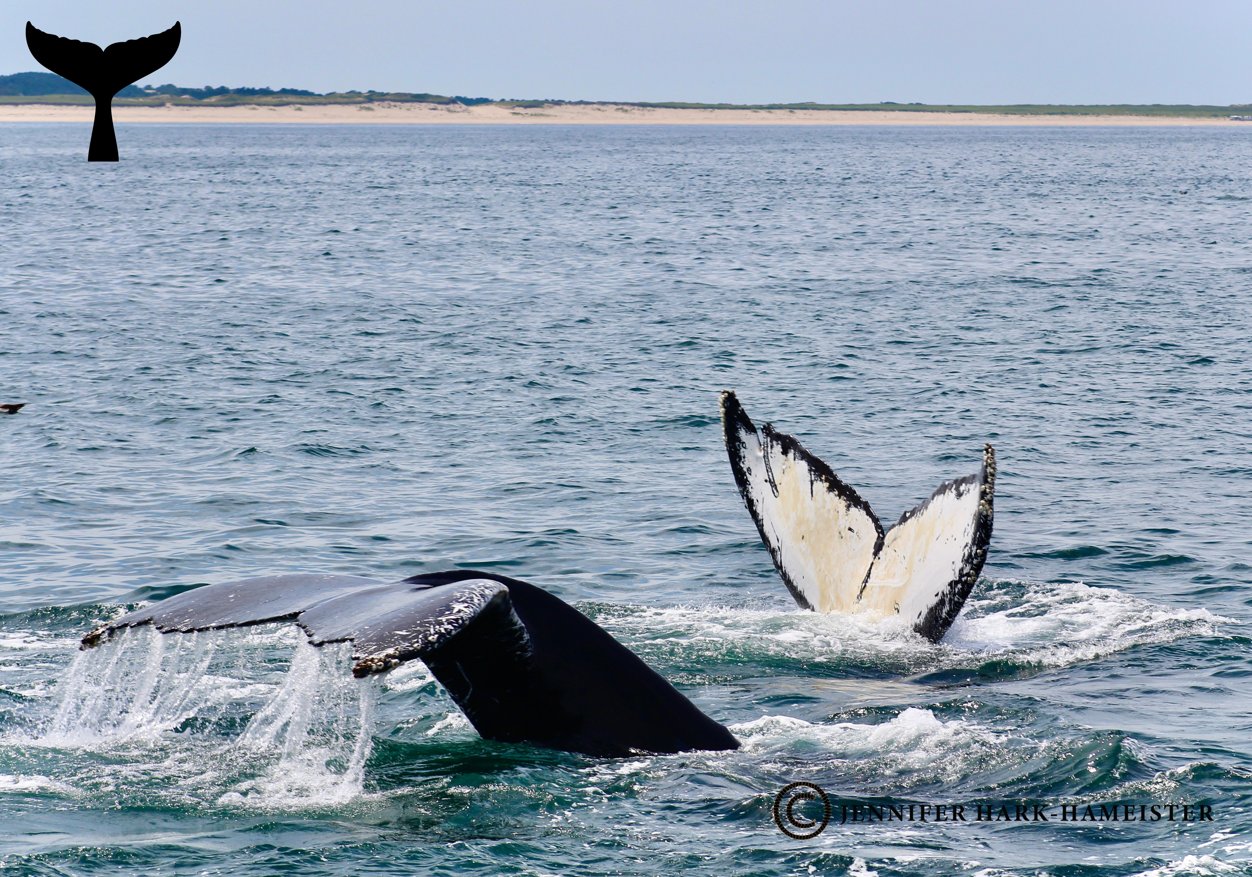 Humpbacks off of Race Point Beach