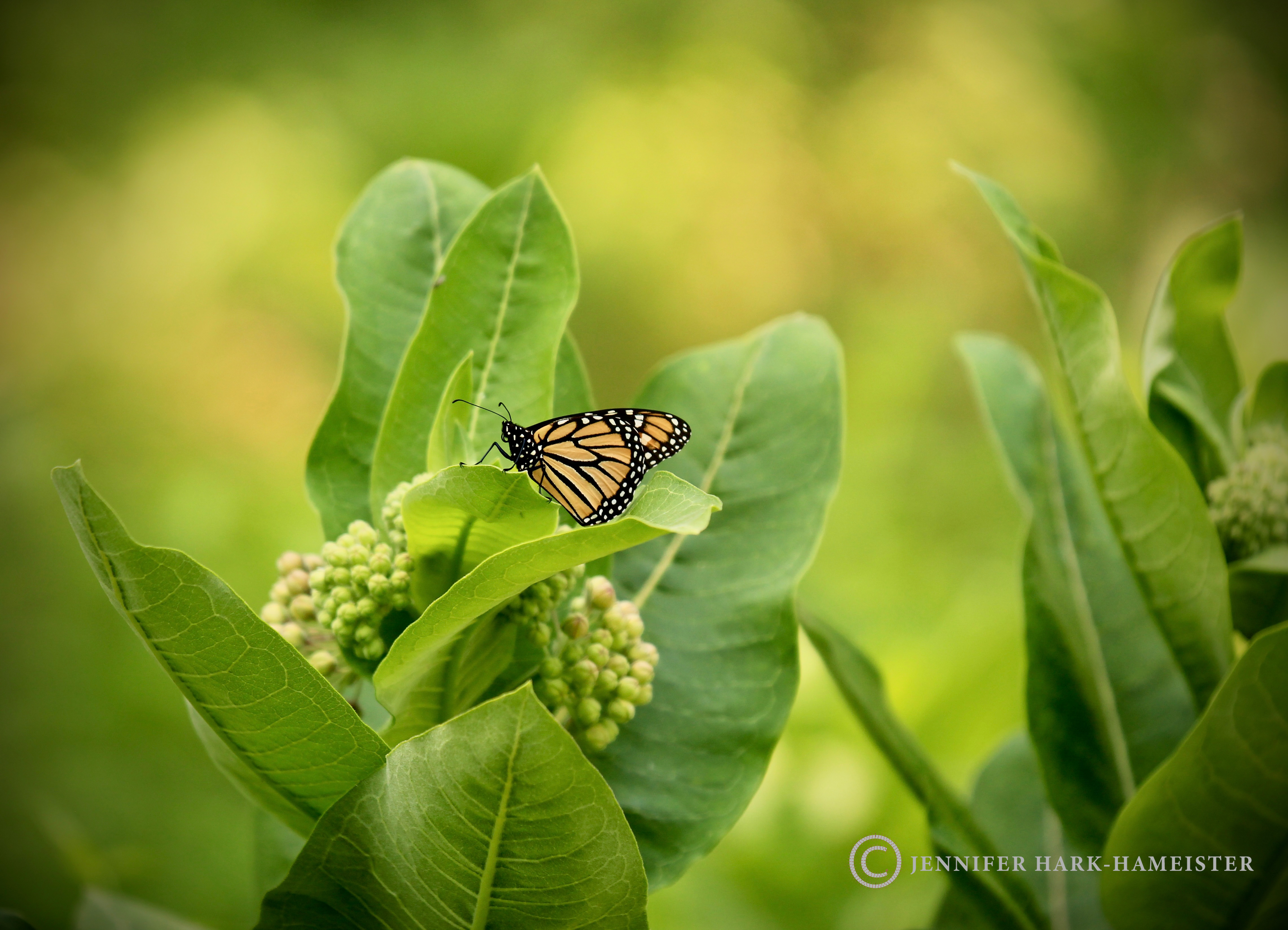 Monarch