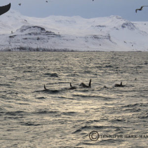 Orcas of Iceland
