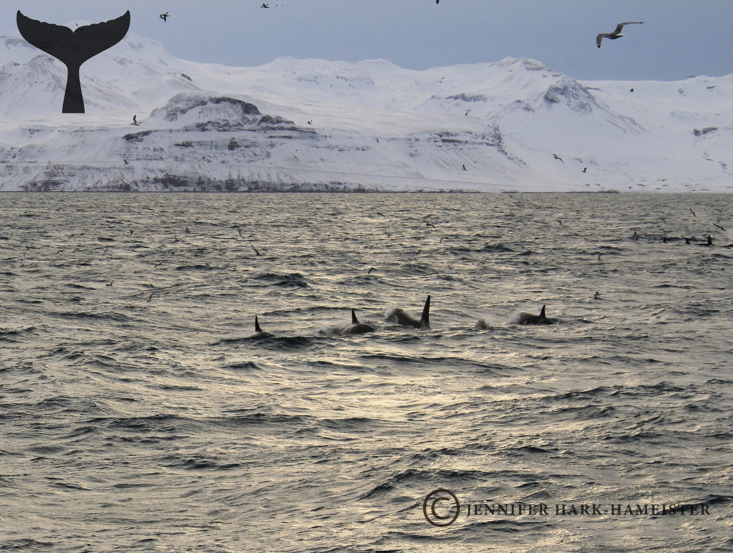 Orcas of Iceland