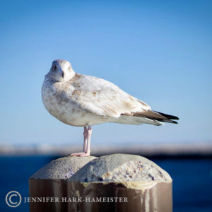 Photogenic Seagull
