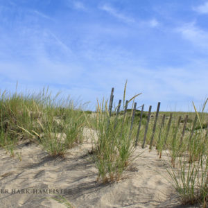 Provincetown Dunes