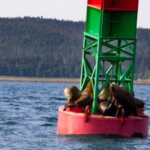 Sea Lions in Juneau AK