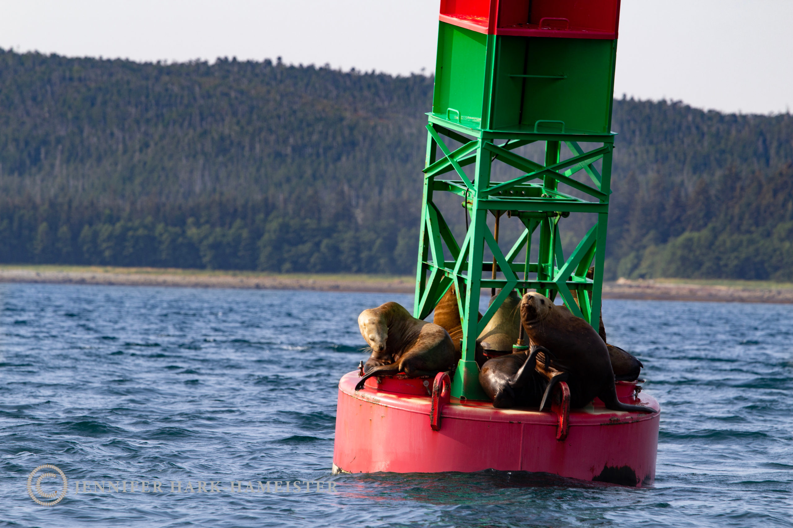 Sea Lions in Juneau AK